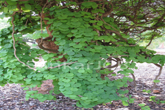 Diploclisia glaucescens